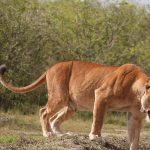 Akagera National Park Guide