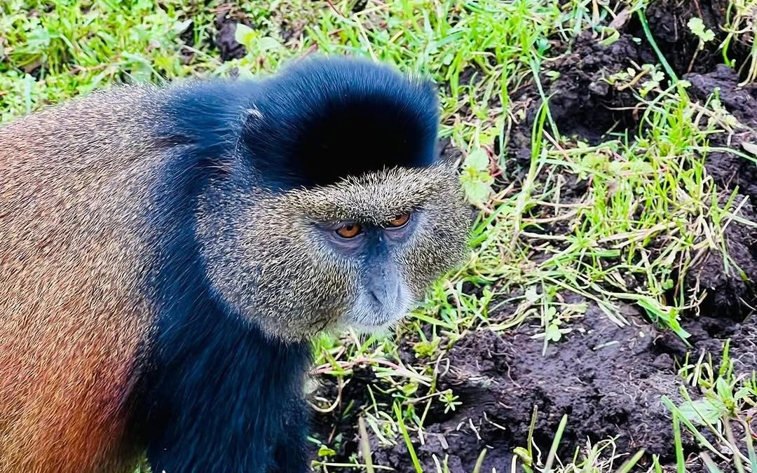 Golden Monkey Tracking
