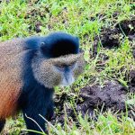 Golden Monkey Tracking