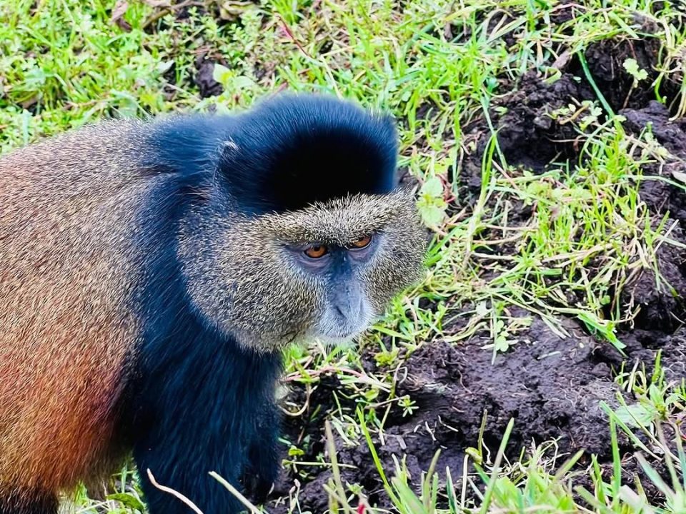 Golden Monkey Tracking