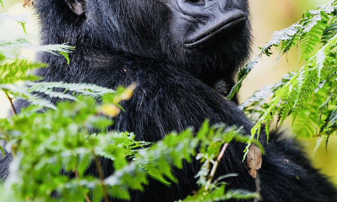 Gorilla Tracking and Golden Monkey Experience