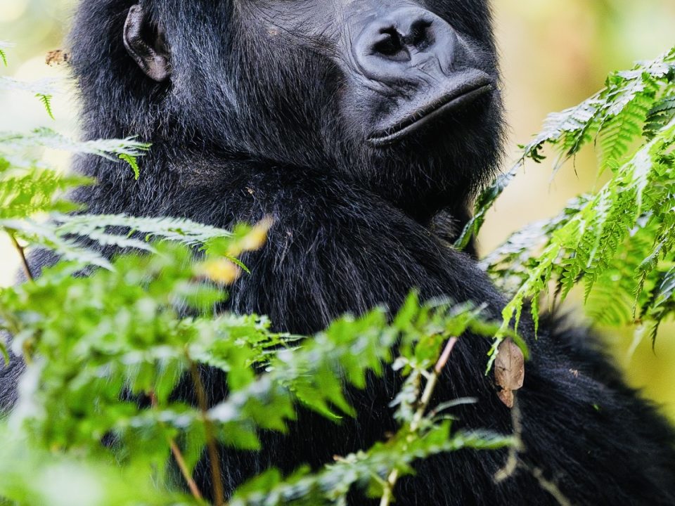 Bwindi Gorilla Trekking