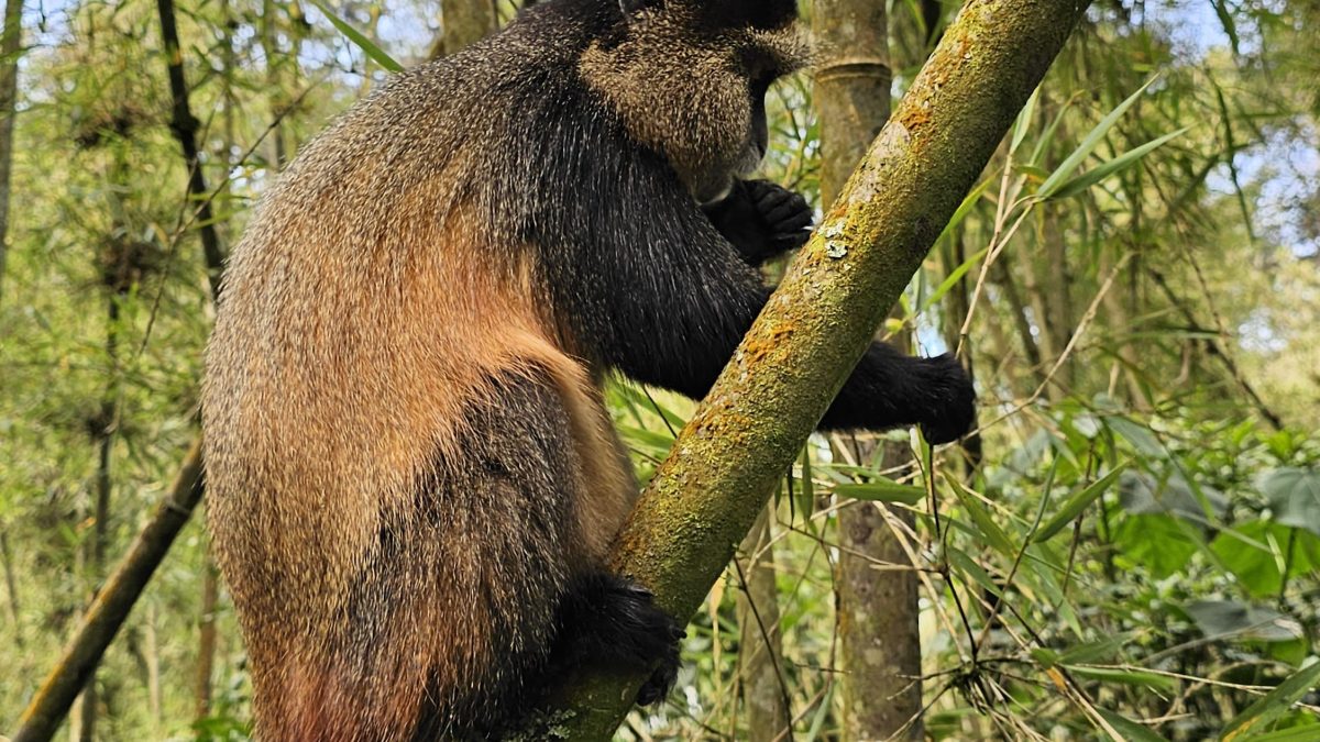 Wildlife Conservation Rwanda