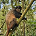 Wildlife Conservation Rwanda