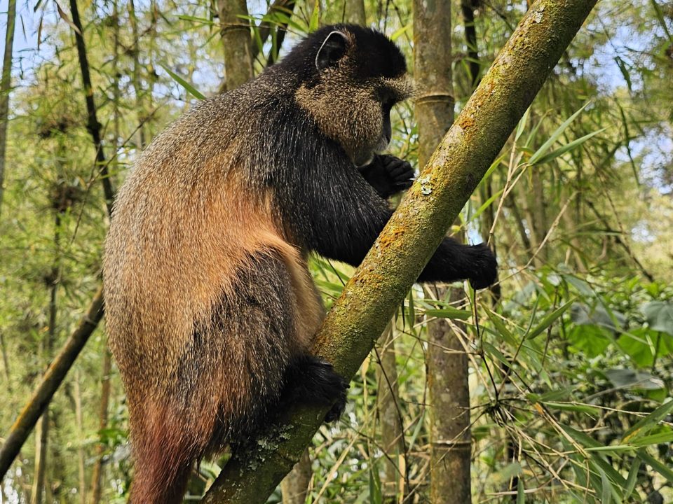 Wildlife Conservation Rwanda