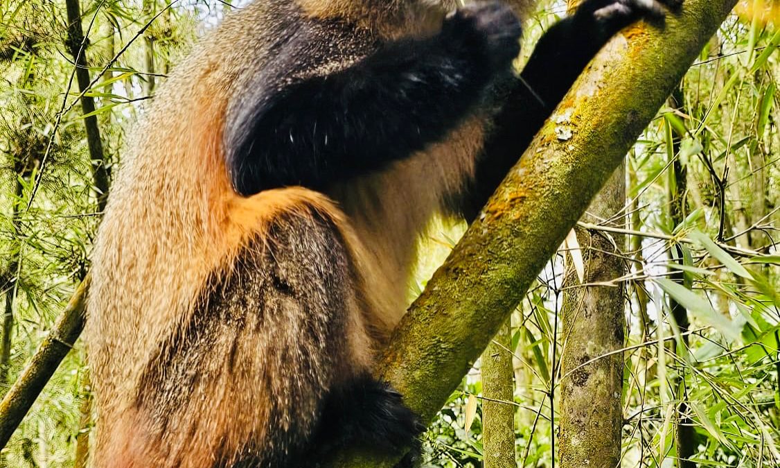 Luxury Rwanda Safari