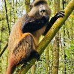 Luxury Rwanda Safari