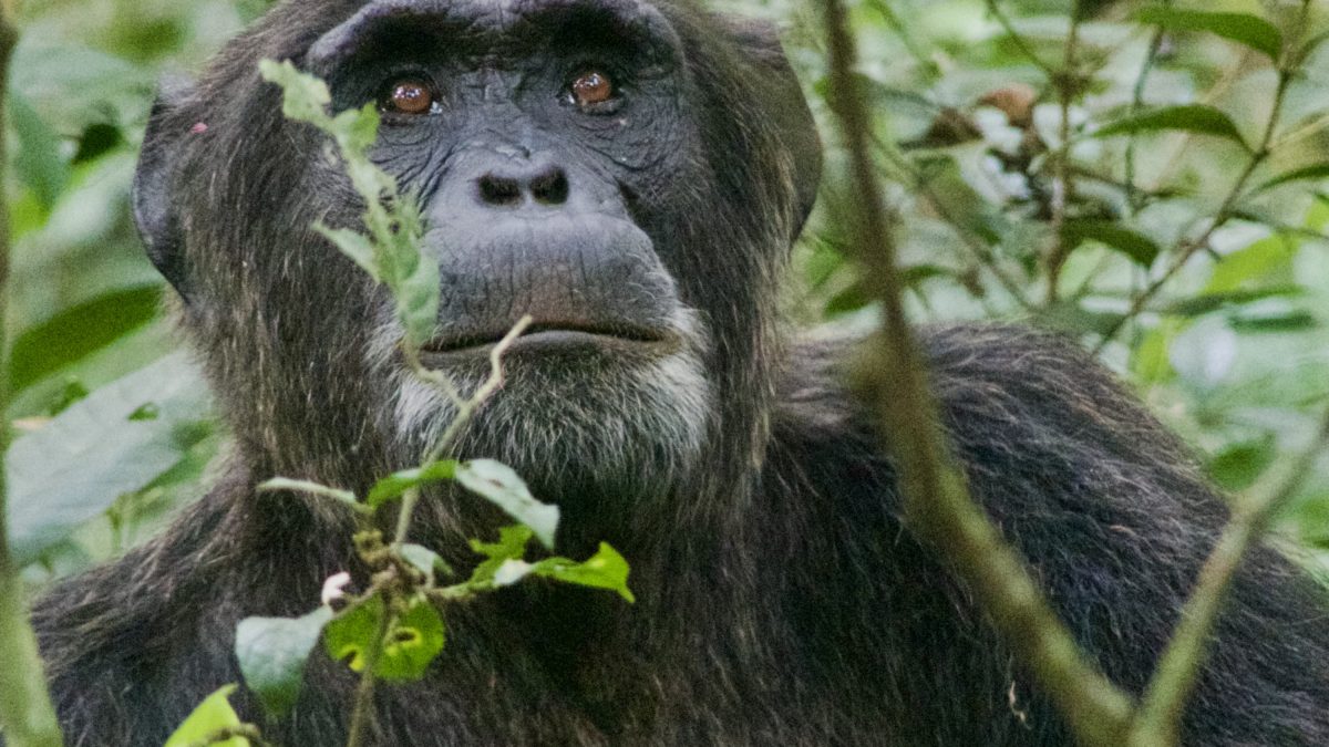 Travel Tips Rwanda