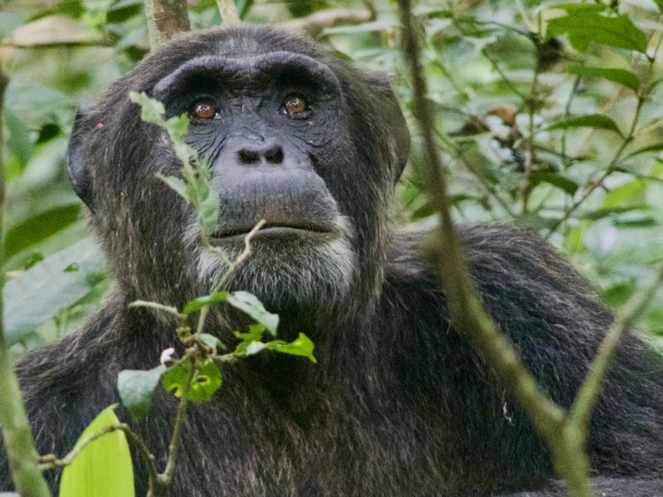 Travel Tips Rwanda