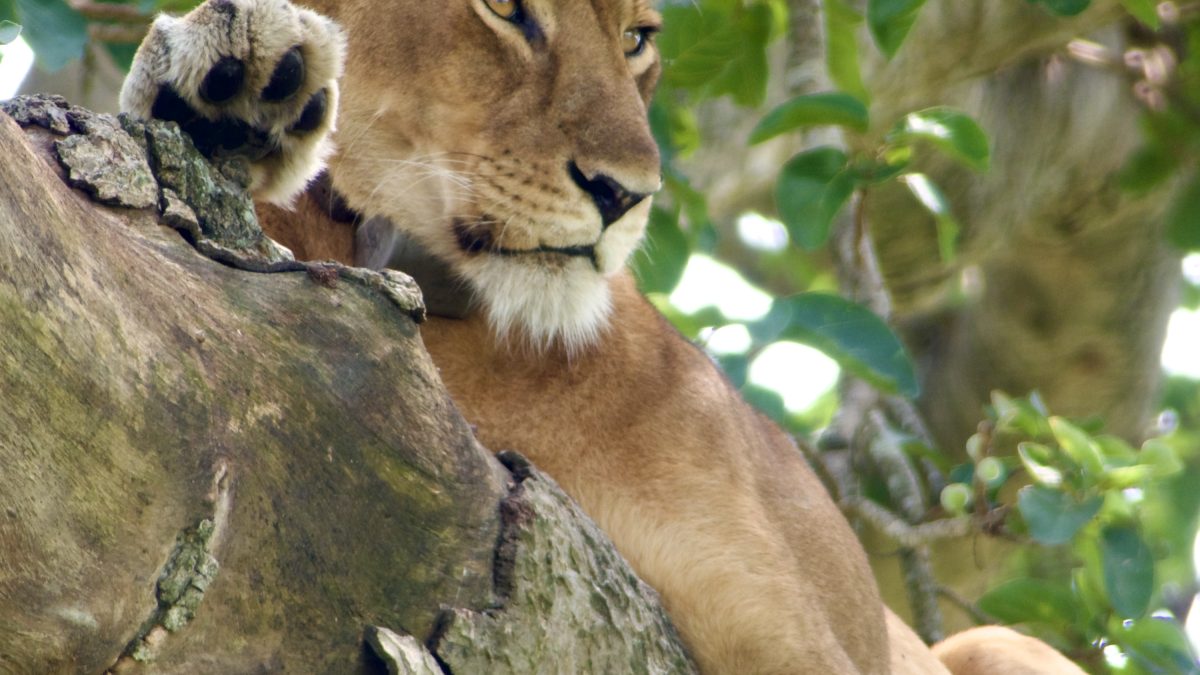 Family Friendly Safari Holidays Uganda