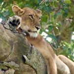 Family Friendly Safari Holidays Uganda