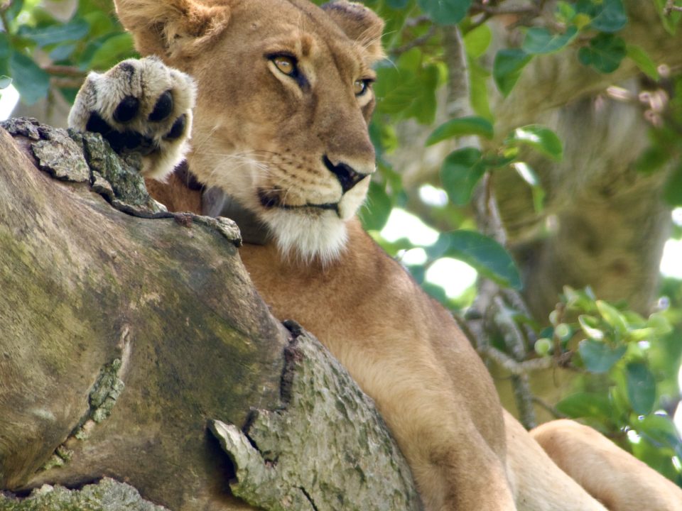 Family Friendly Safari Holidays Uganda
