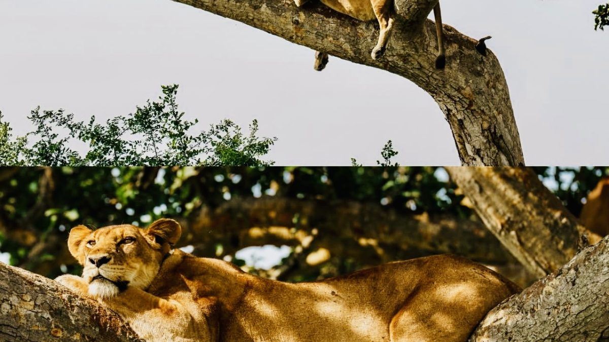 Uganda Wildlife Attractions