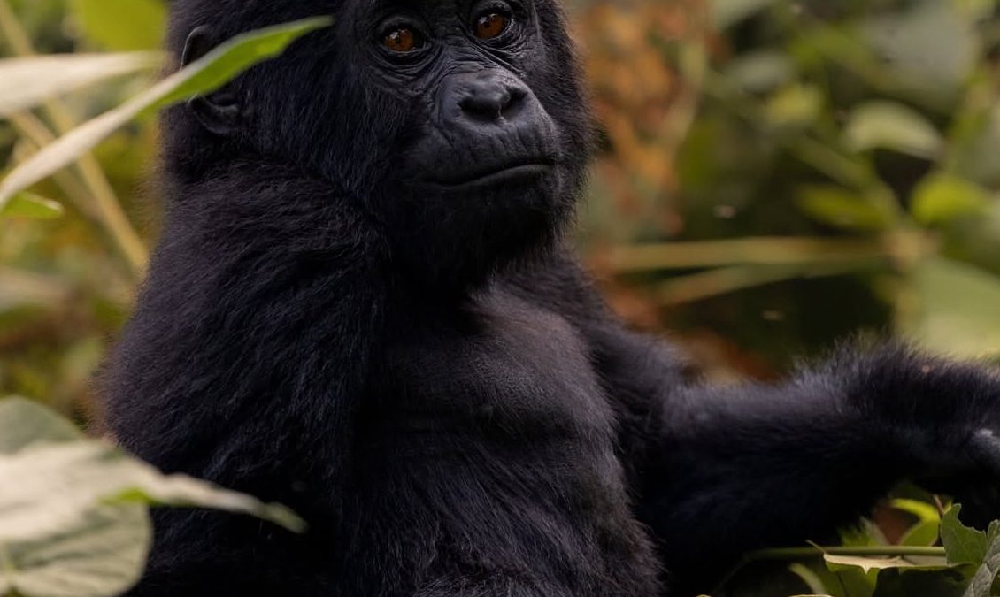Budget Gorilla Trekking Uganda