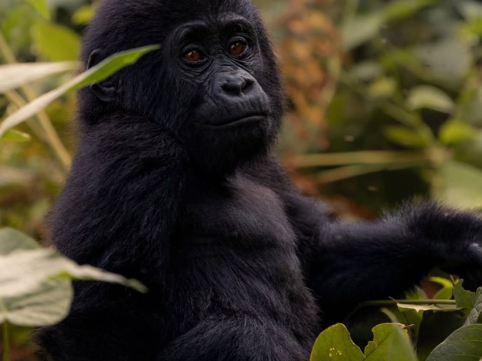 Budget Gorilla Trekking Uganda