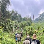 Hiking Mount Bisoke