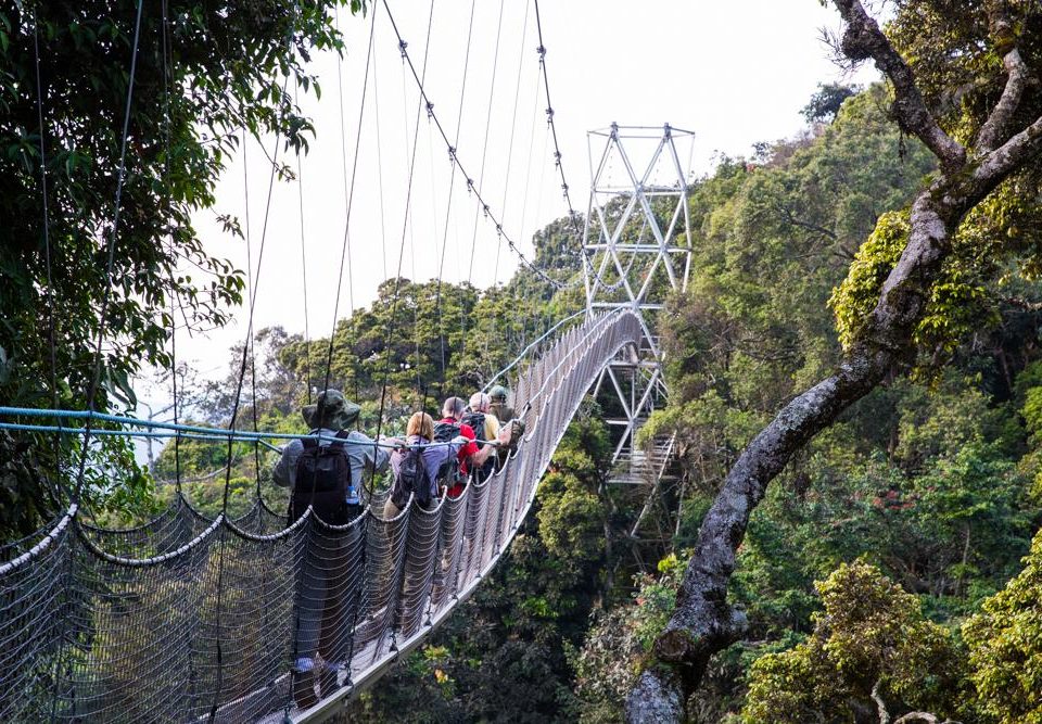 3 Days Nyungwe Experience