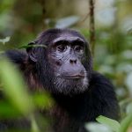 Nyungwe Uncovered