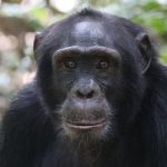 Kibale and Murchison Falls