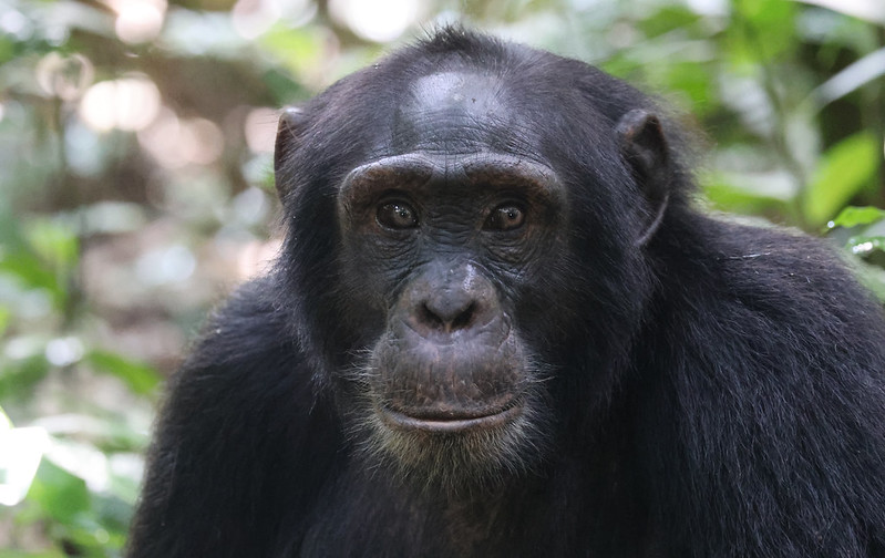 Kibale and Murchison Falls