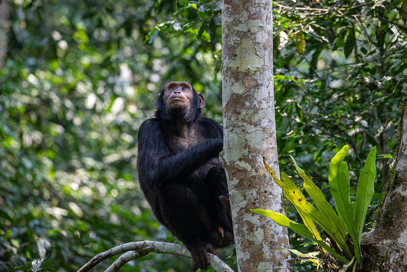 Get to Kibale National Park