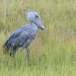 Mabamba Swamp birding tour