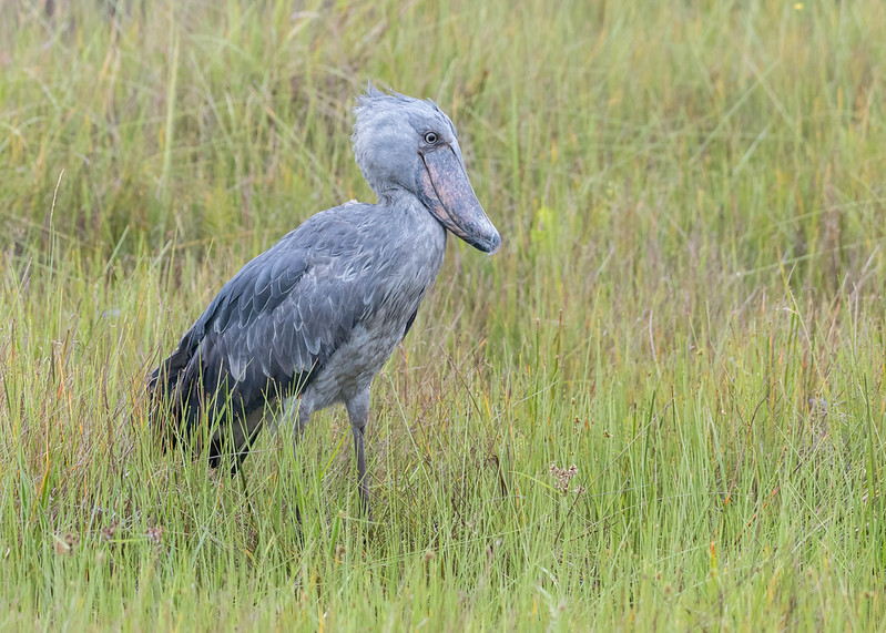 Mabamba Swamp birding tour