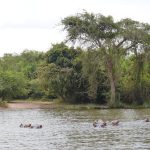 Nearest National Parks to Entebbe International Airport
