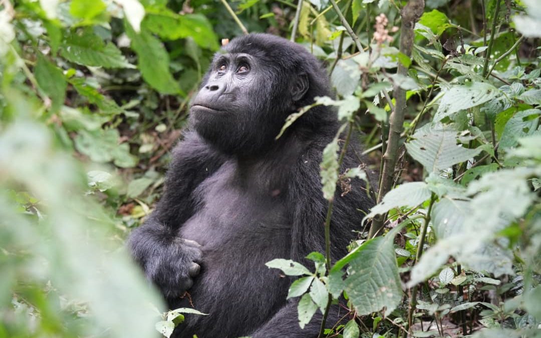 5 Best Places To See Gorillas in Africa