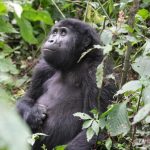 5 Best Places To See Gorillas in Africa