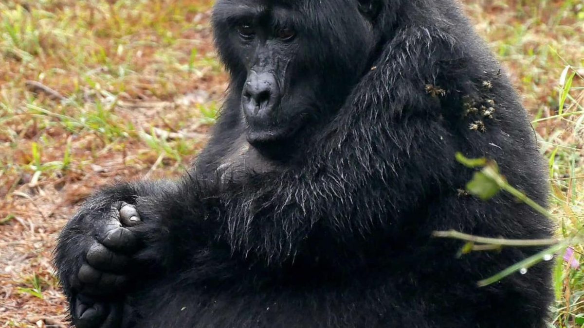 Uganda gorilla trekking safari