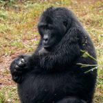 Uganda gorilla trekking safari