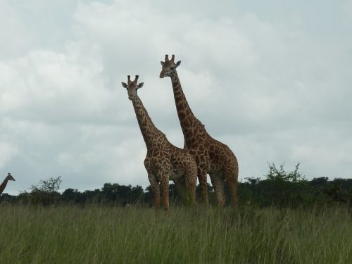 Rwanda expensive destination