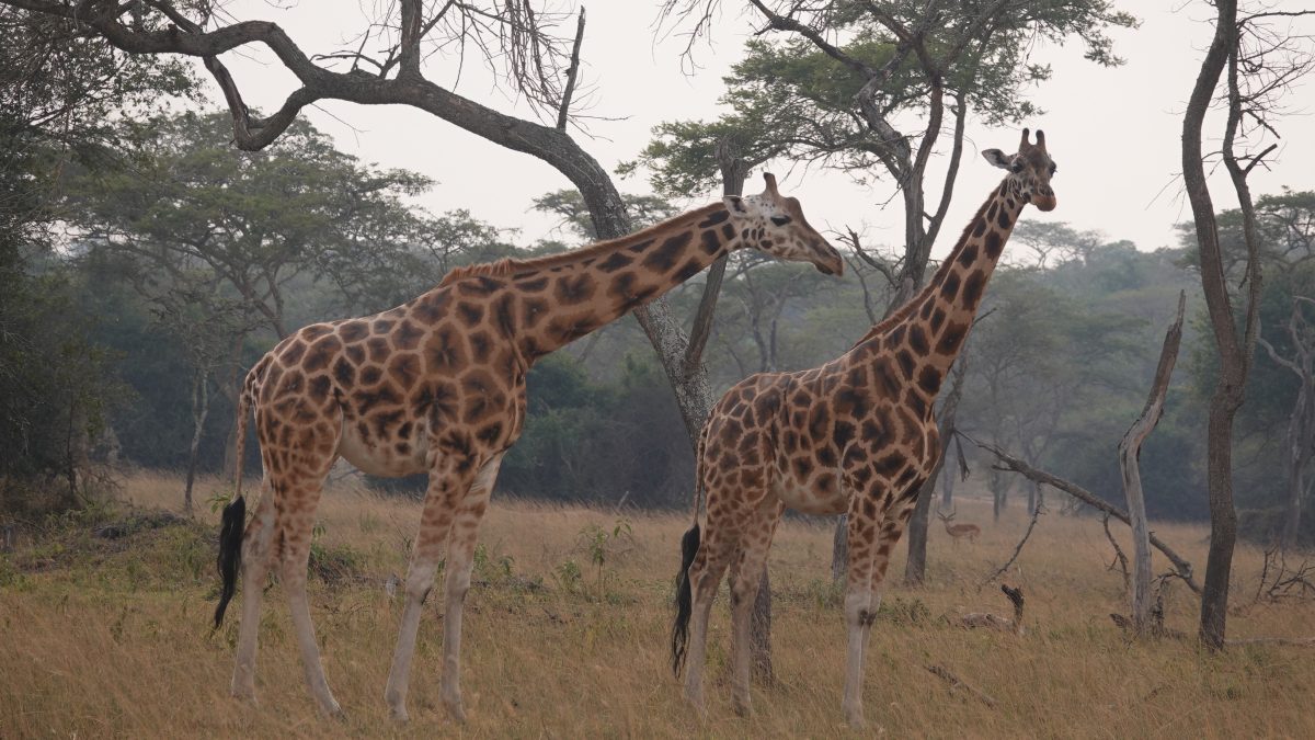 Akagera National Park Facts