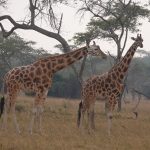 Akagera National Park Facts