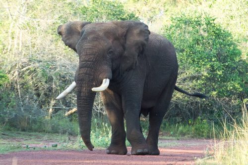 Rwanda Travel Guide
