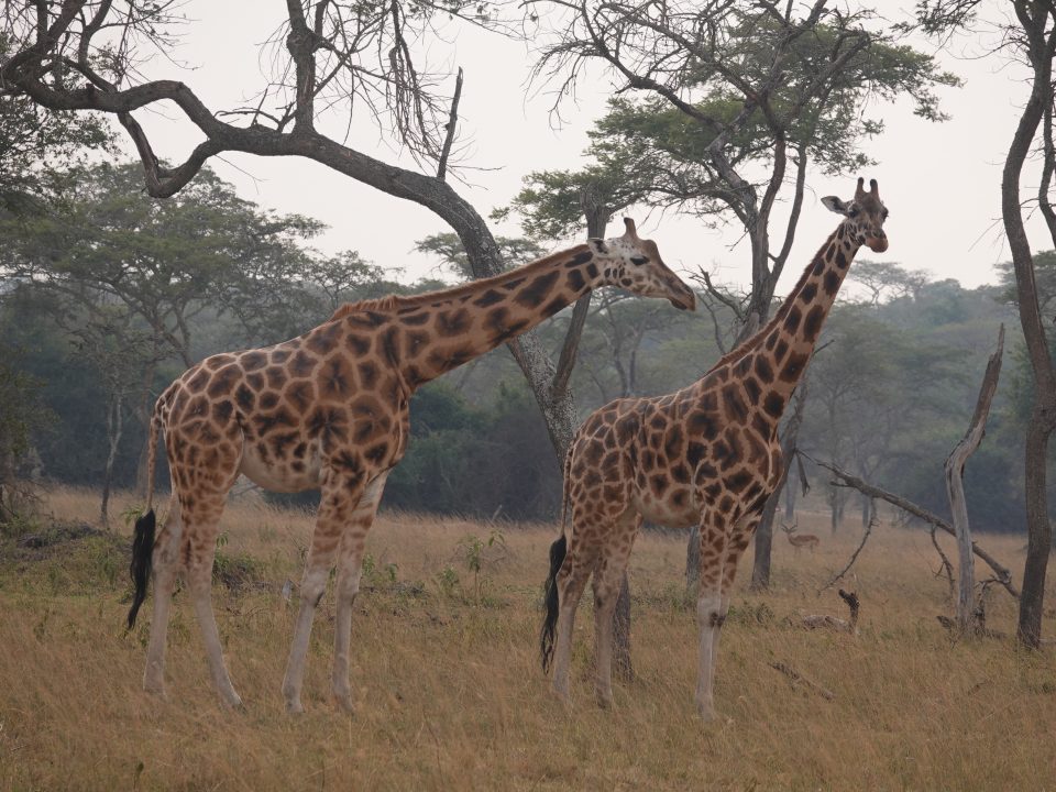 Akagera National Park Facts