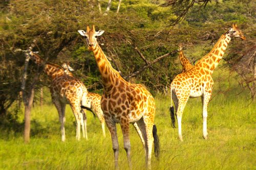 luxury experiences in Rwanda