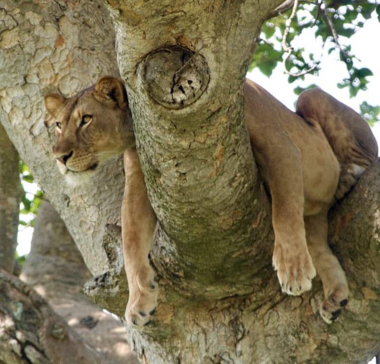 Are lions lazy