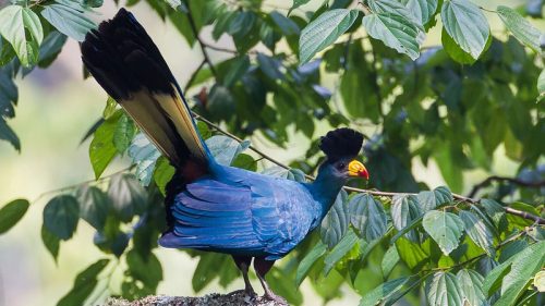 bird watching Uganda