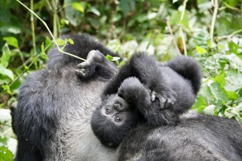Best Rwanda gorilla safaris