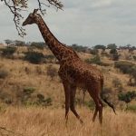 Best Time for akagera safari