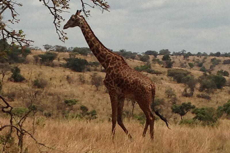 Best Time for akagera safari