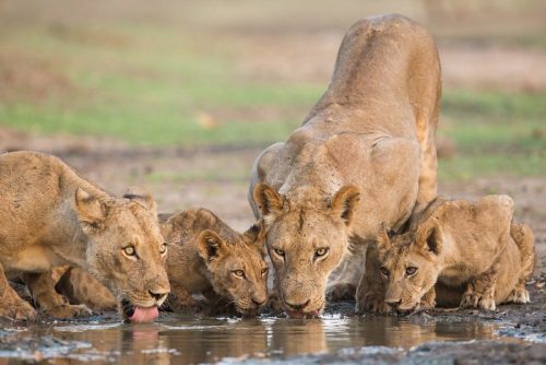 Best Time for akagera safari