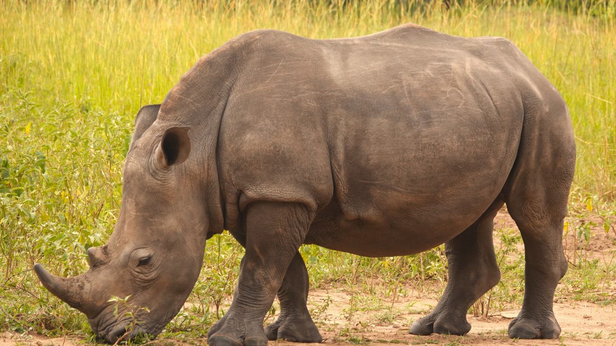 Big 5 safari animals