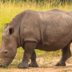 Big 5 safari animals