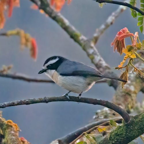bird watching Uganda