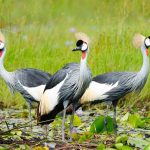 bird watching Uganda