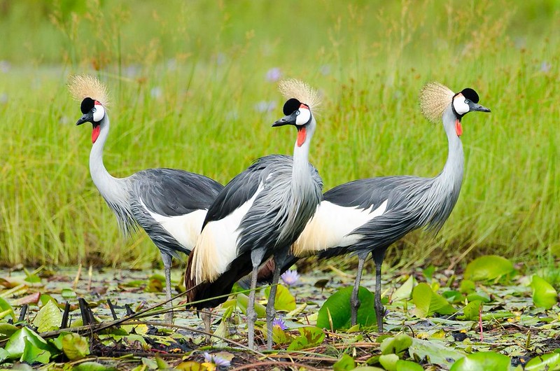 bird watching Uganda