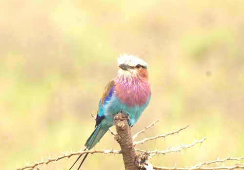 Queen Elizabeth National Park
